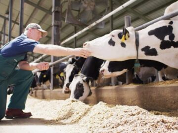 Conceito 90 Dias Vitais, da Elanco Saúde Animal, reúne os 60 dias do período seco e os 30 primeiros dias após o parto, fase considerada decisiva para as vacas leiteiras.
