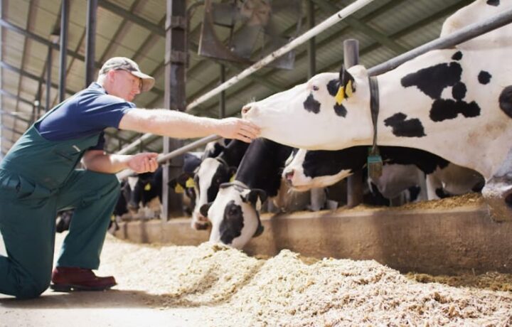 Conceito 90 Dias Vitais, da Elanco Saúde Animal, reúne os 60 dias do período seco e os 30 primeiros dias após o parto, fase considerada decisiva para as vacas leiteiras.